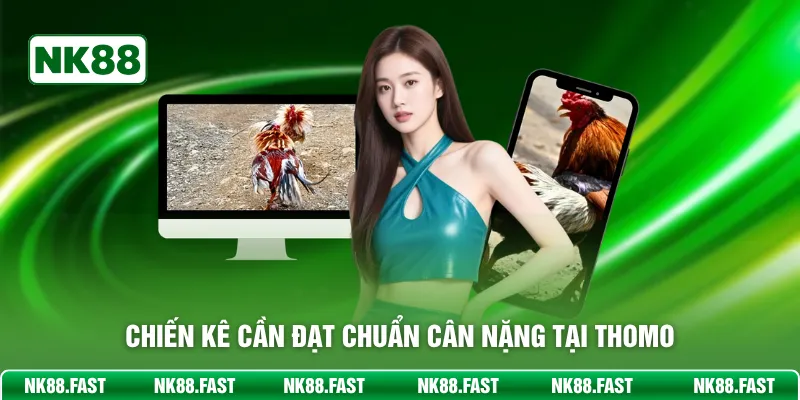 Đá Gà Thomo NK88 – Sàn Đấu Đẳng Cấp Cho Chiến Binh Lông Vũ Chiến kê cần đạt chuẩn cân nặng tại Thomo