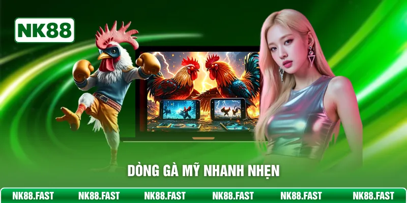 Đá Gà Thomo NK88 – Sàn Đấu Đẳng Cấp Cho Chiến Binh Lông Vũ Dòng gà Mỹ nhanh nhẹn